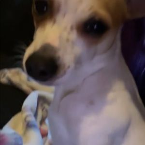 Meet your Posher, Hector